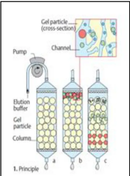 Gambar 7 Kromatografi gel filtrasi (Koolman 2005). 