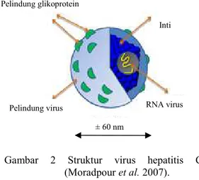 Gambar  2  Struktur  virus  hepatitis  C  (Moradpour et al. 2007). 