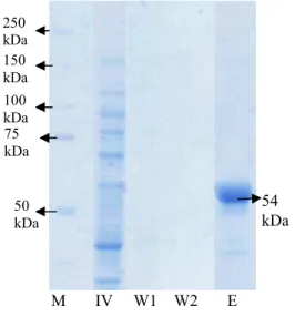 Gambar 5 Elektroforegram SDS-PAGE isolasi  dan  pemurnian  RNA  helikase  HCV;  (M)  Marker;  (IV)  inner  volume;  (W1)  Hasil  washing  1; 