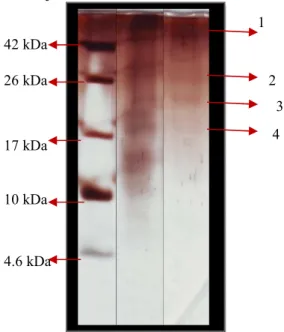 Gambar  8  Aktivitas  inhibisi  RNA  helikase  HCV  fraksi  hasil    kromatografi  gel filtrasi