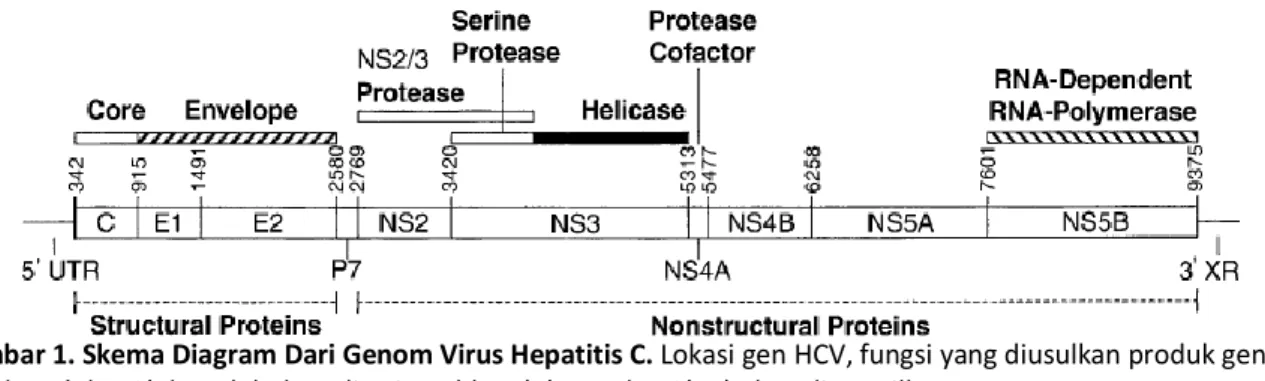 Gambar 1. Skema Diagram Dari Genom Virus Hepatitis C. Lokasi gen HCV, fungsi yang diusulkan produk gen,  dan 5’ dan 3’ daerah belum diterjemahkan (5’ UTR dan 3’XR) akan ditampilkan