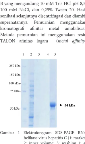 Gambar  1  Elektroforegram  SDS-PAGE  RNA  helikase  virus  hepatitis  C  (1:  marker, 2:  inner  volume; 3: washing 1; 4: washing 2; E1: enzim)