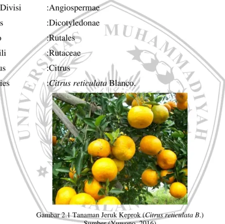 Gambar 2.1 Tanaman Jeruk Keprok (Citrus reticulata B.)  Sumber (Yuwono, 2016) 