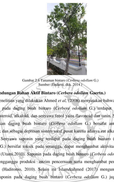 Gambar 2.4 Tanaman bintaro (Cerbera odollam G.)  Sumber (Endarto, dkk. 2014 ) 