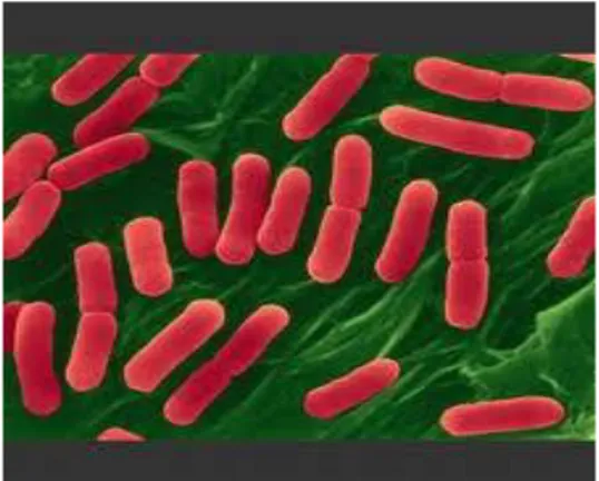 Gambar 5. Escherichia coli 
