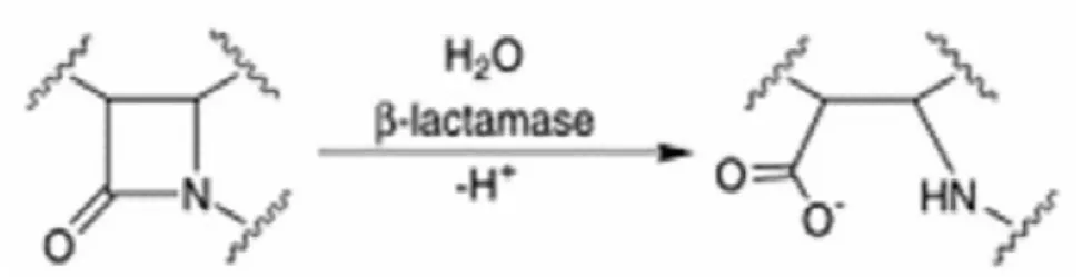 Gambar 1. Reaksi hidrolitik oleh β-laktamase pada ikatan amida dari cincin β- β-laktam 28