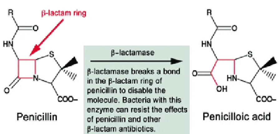 Gambar  1  Mekanisme  beta-lactamase  memecah  cincin  beta  lactam. (www.wiley.com) 