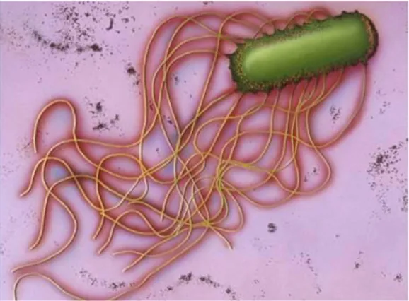 Gambar 2.1. Gambaran mikroskopis Escherichia coli (Brooks et al, 2007)  Escherichia coli memiliki koloni yang sirkular, konveks, halus, dengan tepi  yang tegas, rata, tidak lengket, dan mengubah warna medium menjadi pink karena  fermentasi  laktosa  pada  