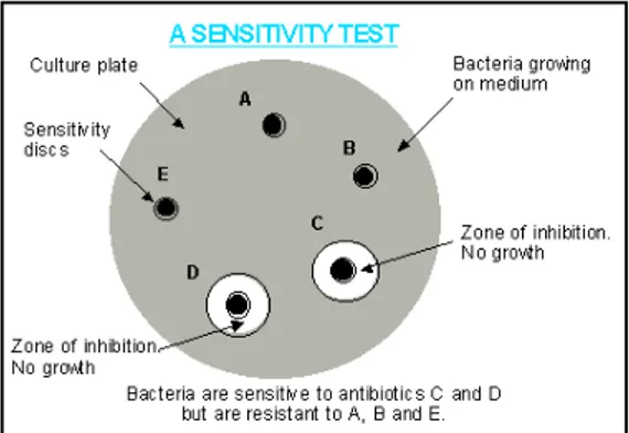 Tabel 2.5. Interpretasi sensitivitas antibiotic (diameter zona hambat dalam  mm)
