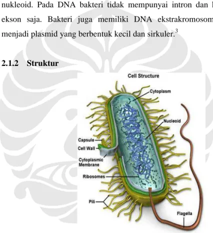 Gambar 2.1. Struktur Bakteri 