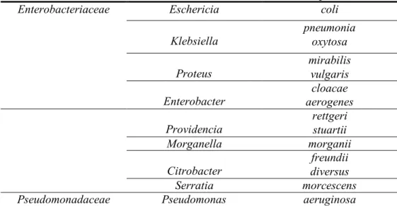Tabel 2. Pola mikroorganisme bakteriuria    Gram negatif  