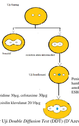 Gambar 4 Prosedur Uji Double Diffusion Test (DDT) (D’Azevedo et al, 2004) 