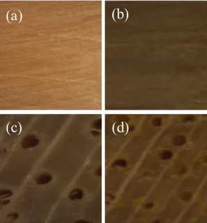 Gambar  2    Penampakan  aksial  kayu  agatis  (a)  sebelum  perendaman,  (b)  setelah  perendaman  dan  Penampakan  aksial  kayu  kemiri  (c)  sebelum  perendaman,  (d)  setelah  perendaman  (perbesaran 25x)