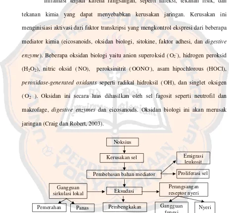 Gambar 3. Patogenesis dan gejala suatu peradangan (Mutschler, 1986) 