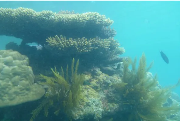 Fig. 1.1. Karimunjava’s Coral Reefs