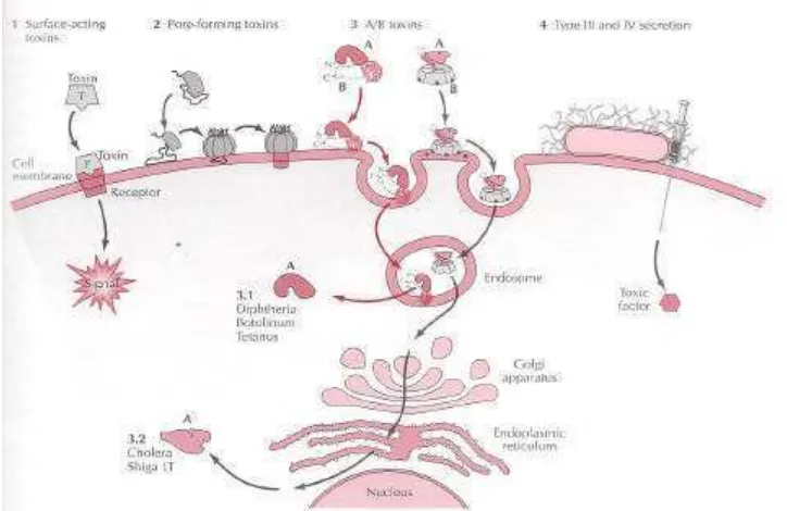 Gambar 3   Proses perlekatan toksin bakteri pada sel (Rappuoli dan Montecucco                     1997)