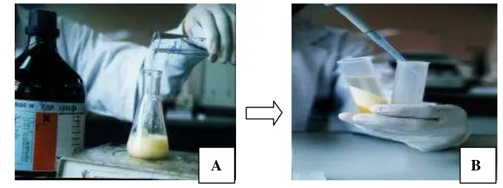 Gambar  9  A. Penambahan kloroform pada larutan kuning telur. B.                     Pemisahan  supernatan yang mengandung IgY antitetanus                     dari lemak telur  yang telah  mengendap