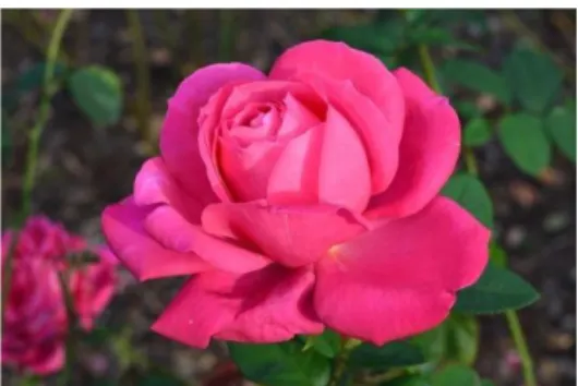 Gambar 2.2 Bunga Mawar Merah Muda 