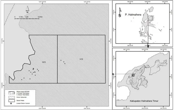 Gambar 1. Sebaran lokasi pengukuran pohon-pohon contoh di areal hutan lahan kering sekunder yang dikelola      oleh IUPHHK-HA PT Mahakarya Agra Pesona, Halmahera Timur 