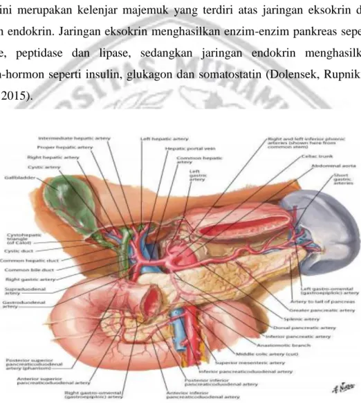 Gambar 2.1 Anatomi Pankreas  ( Sumber : Netter, 2014) 