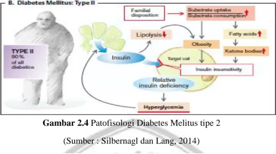 Gambar 2.4 Patofisologi Diabetes Melitus tipe 2  (Sumber : Silbernagl dan Lang, 2014) 