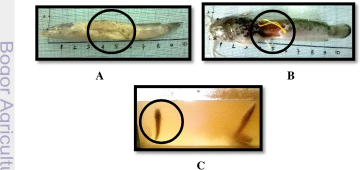 Gambar 5 Gejala klinis pada ikan lele berupa depigmentasi kulit (A), Hemoragik 
