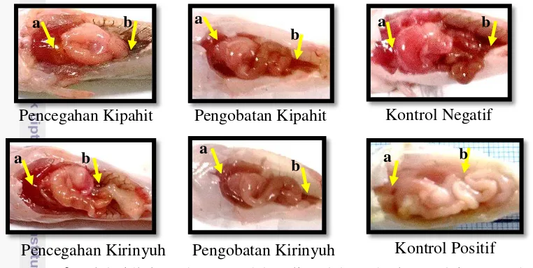 Gambar 6 menunjukkan gejala yang terjadi pada organ dalam. Perlakuan 