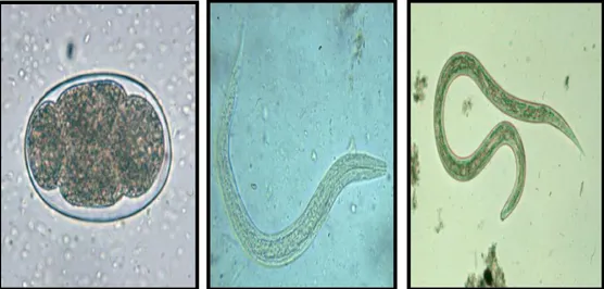 Gambar 2.7 (a)  telur cacing tambang; (b) Larva rabditiform cacing  tambang; (c) larva filariform cacing tambang
