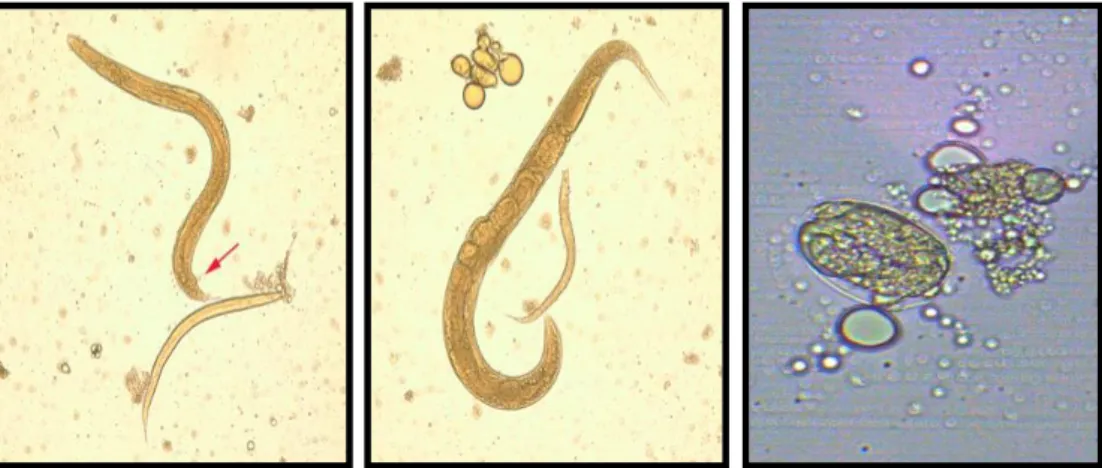 Gambar  2.9  (a)  Cacing  Strongyloides  stercoralis  jantan    menunjukkan  spicule  (panah  merah);  (b)  Cacing  Strongyloides  stercoralis  betina;  (c)  telur Strongyloides stercoralis