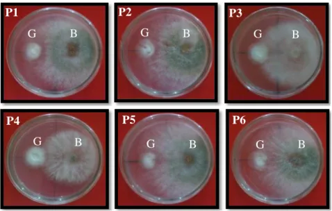 Gambar 2.  Daya  penghambatan  koloni  jamurT.  harzianum  dari  masing-masingformulasi  biofungisida  terhadap  pertumbuhan  jamur  G