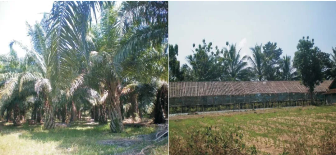 Gambar 2. Kebun kelapa sawit dan peternakan Desa Seri Pendowo Lampung Selatan.