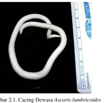 Gambar 2.1. Cacing Dewasa Ascaris lumbricoides  Sumber : http://www.cdc.gov/parasites/ascariasis/index.html 