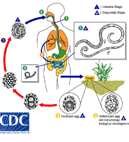 Gambar 2.4. Siklus Hidup Ascaris lumbricoides  Sumber :  http://www.dpd.cdc.gov/dpdx/html/Ascariasis.html 