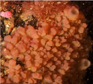 Gambar 2.5 Oscarella 48 3)  Manfaat Porifera 