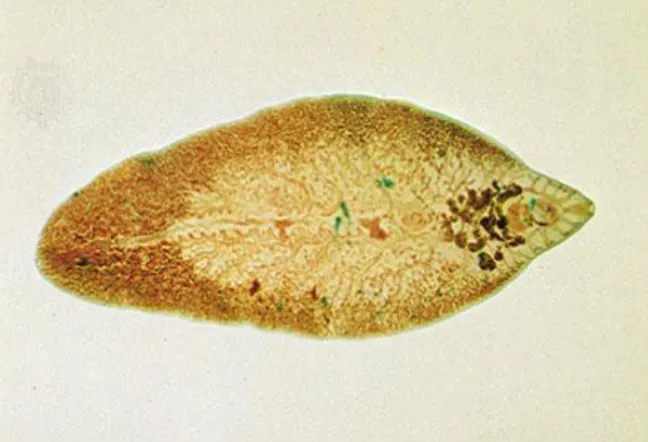 Gambar 2.13 Fasciola hepatica 66