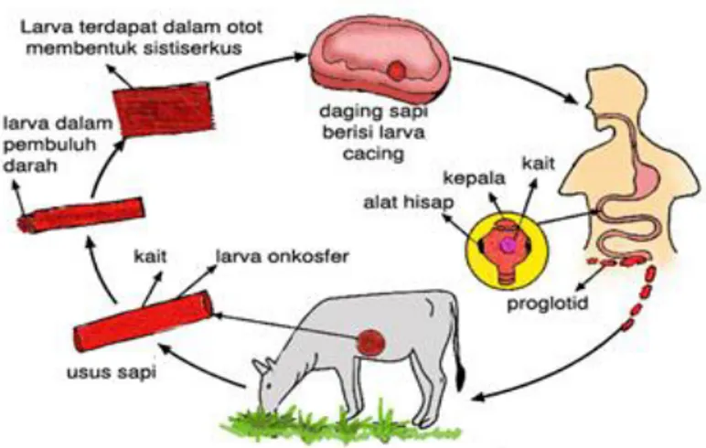 Gambar 2.14 Daur Hidup Taenia saginata 69 d)  Kelas Monogenea 