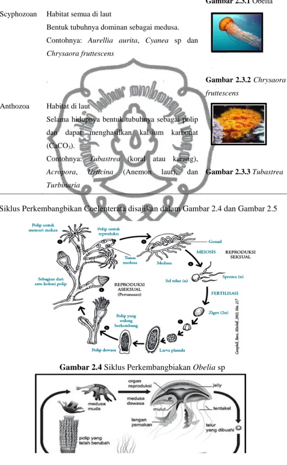 Gambar 2.3.1 Obelia Scyphozoan  Habitat semua di laut