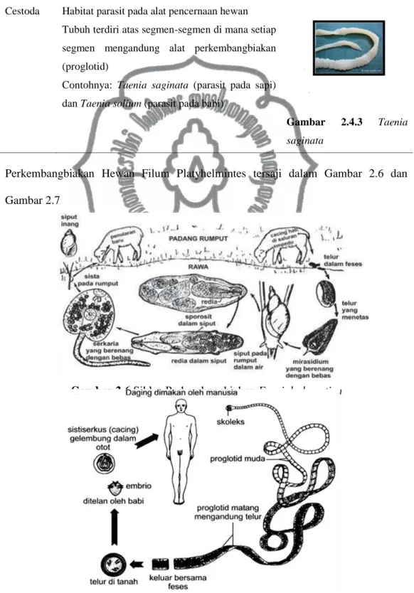Gambar  2.4.2 Fasciola  hepatica 