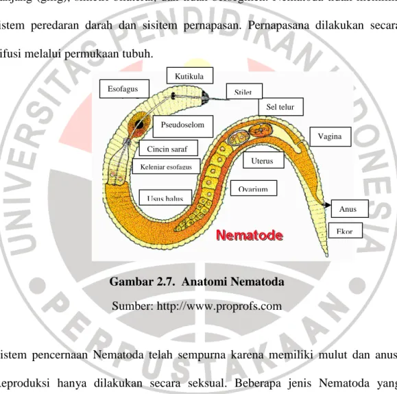 Gambar 2.7.  Anatomi Nematoda  Sumber: http://www.proprofs.com 