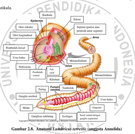 Gambar 2.8.  Anatomi Lumbricus terrestis (anggota Annelida)  Sumber: kentsimmons.uwinnipeg.ca 