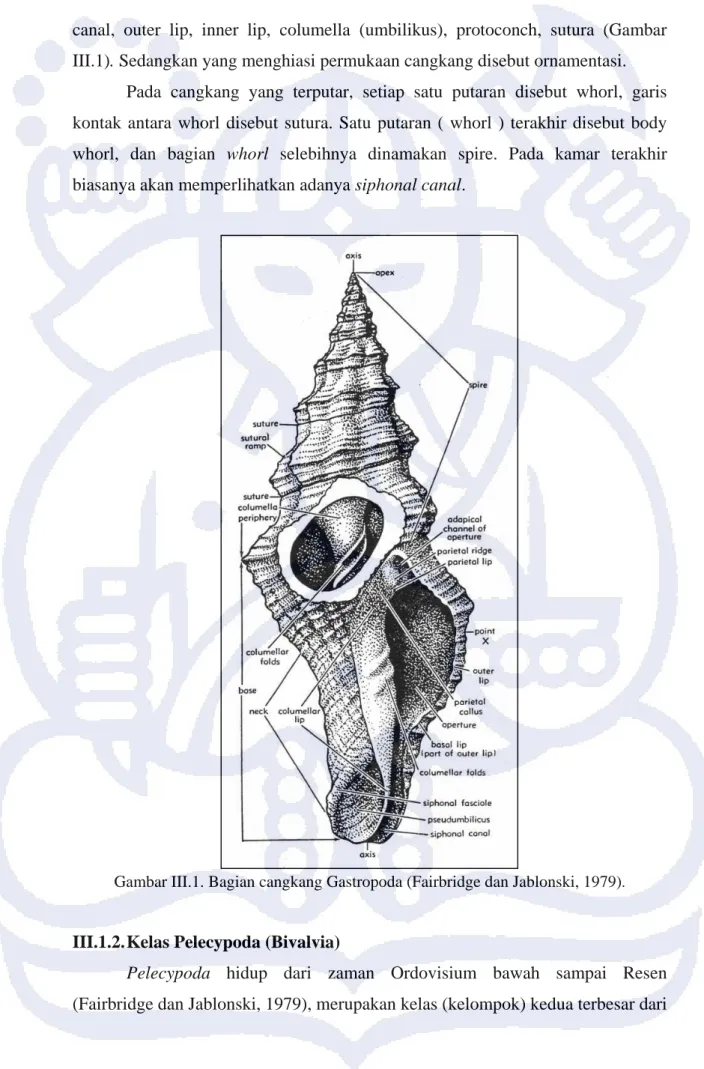 Gambar III.1. Bagian cangkang Gastropoda (Fairbridge dan Jablonski, 1979) . 