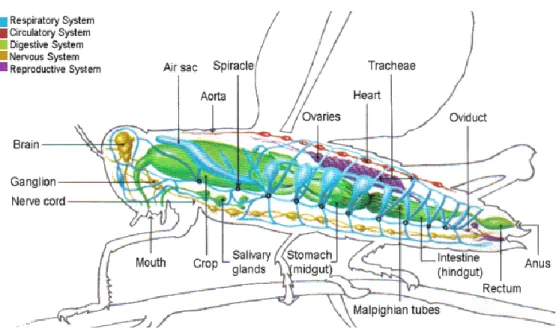 Gambar 2.2. Anatomi Insekta  (Sumber : Sites.google.com) 