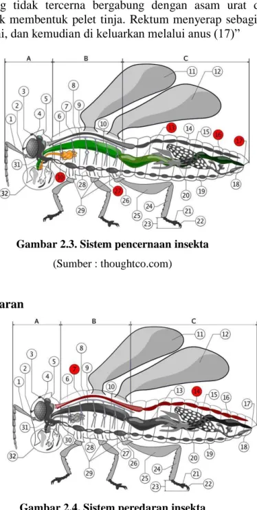 Gambar 2.3. Sistem pencernaan insekta  (Sumber : thoughtco.com) 