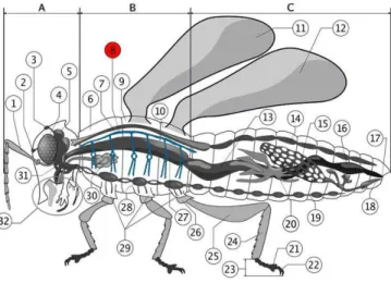Gambar 2.5. Sistem pernapasan insekta  (Sumber : thoughtco.com) 