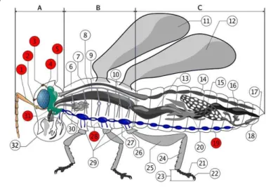Gambar 2.6. Sistem saraf insekta  (Sumber : thoughtco.com) 