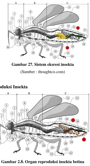 Gambar 27. Sistem eksresi insekta  (Sumber : thoughtco.com) 