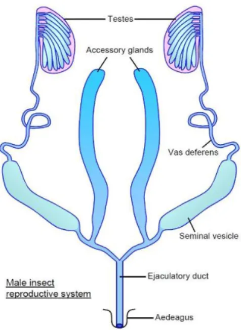 Gambar 2.9. Organ reproduksi jantan  (Sumber : cronodon.com)  Menurut Klowden, (2007, h