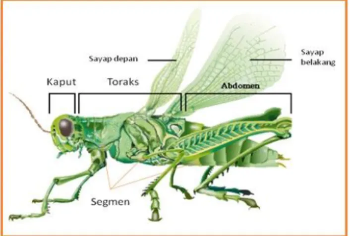 Gambar 2.1. Morfologi insekta  (Sumber : google.com) 