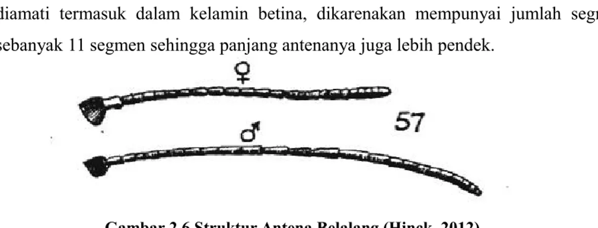 Gambar 2.6 Struktur Antena Belalang (Hinck, 2012)
