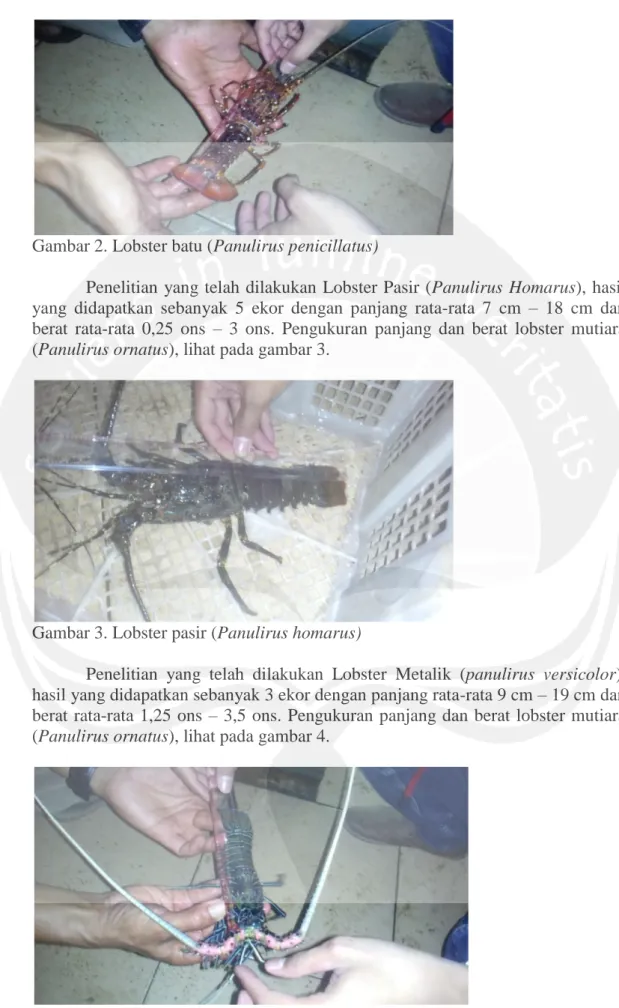 Gambar 2. Lobster batu (Panulirus penicillatus) 
